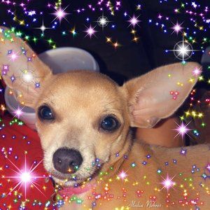 Meet your Posher, Donna